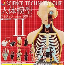 ♯Kui17Jtサイエンステクニカラー人体模型ストラップ1全12種 81Xja+1nMUL._AC_UL210_SR210,